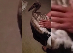 Մարմարաշենում նույնպես արագիլների մեծ մասը սևացել են