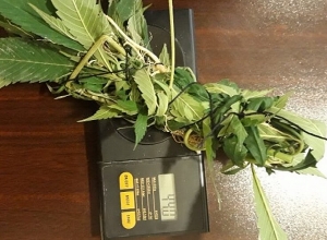 Во время непредусмотренного обыска обнаружены запрещенные предметы и подозрительные массы