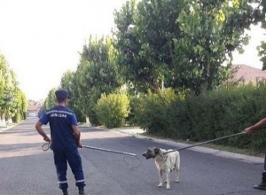 Собаки беспокоят детей