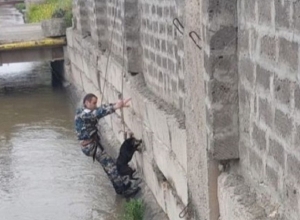 Փրկարարները շներին դուրս են բերել ջրանցքից