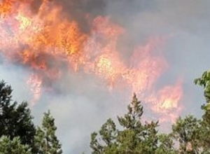 Новые подробности пожара в Национальном парке "Аревик"