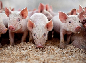 Зафиксированы случаи гибели свиней
