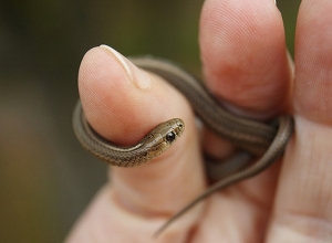 Հայաստանի վերացող սողունների բազմացման կենտրոն է բացվել
