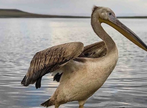 В Армении впервые выпущены в природные условия спасенные птицы, занесенные в Красную книгу