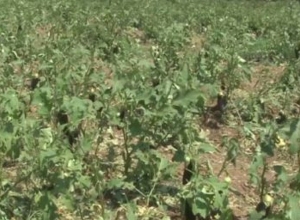 Գյուղացիները կարող են ապահովագրել ծիրանը, խաղողը, դեղձը, հացահատիկը