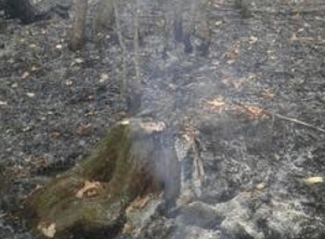 Fire in Dilijan National Park