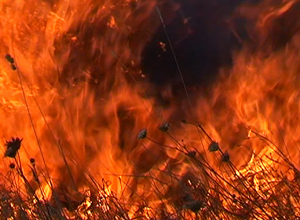 При тушении пожара в лорийскйо области один из пожарных скончался от ожогов, другой – ранен:  Shamshyan.com