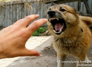 Թափառող շունը հարձակվել է 76-ամյա կնոջ վրա․ մինչ շտապօգնության մոտենալը՝ կինը հանկարծամահ է եղել