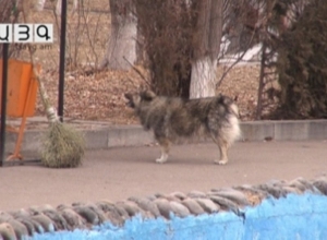 Պաշտպանված շներ, անպաշտպան անցորդներ