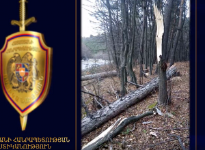 В Степанаване обнаружен случай незаконного сруба деревьев – подозреваемый - лесник