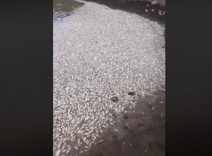 Սևաբերդի ջրամբարում ձկներ են սատկել