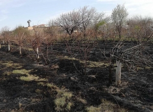 «Очевидно, кто нанес мне ущерб»: сгорели сады