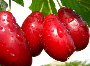 Լոռու մարզում նախատեսում ենք հիմնել շուրջ 15 հա հոնի եւ տանձենու այգի․ մարզպետ