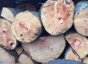 Ապրիլի 17 ին ոստիկանության Տավուշի բաժնի ծառայողները ապօրինի ծառահատման դեպք են բացահայտել