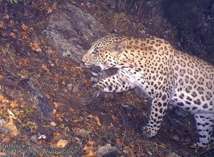 Заместители министра находятся в Енокаване, на прилегающей территории к которому был заснят кавказский леопард