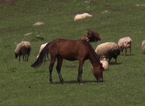 Разведение лошадей vs земледелие: В Дсехе пахотные земли превратились в пастбища