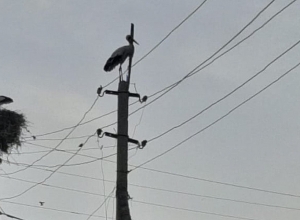 Արագիլների բները քանդել են. բնակիչն ահազանգում է․ լուսանկարներ