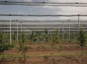 Община Кахцрашен – традиционные абрикосовые сады: премьер-министр