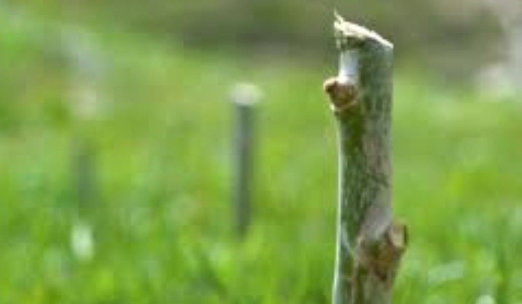 Без названия