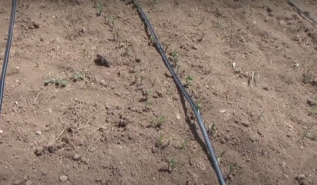 101440622_1163752694004735_1459390197388017664_n