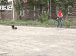 Собаки не были стерилизованы: состояние гюмрийского ребенка, подвергшегося нападению собак, стабильно тяжелое