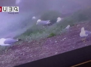 Новые виды птиц в озере Арпи