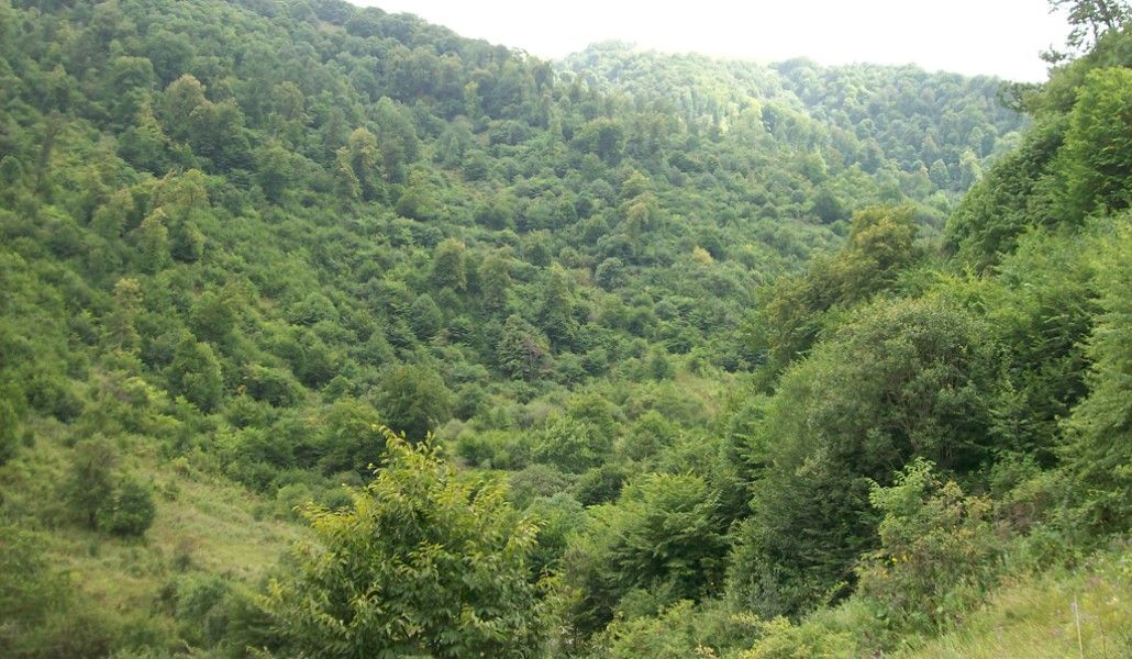 Լոռվա_բնություն