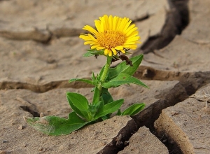 Против опустыневания и засухи