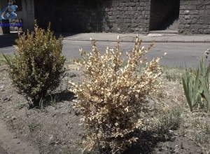 City is left without greenery, trees are left without water