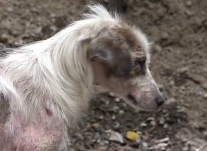 Հիվանդ շները սպառնալիք են դարձել բնակիչների համար․ նրանք չգիտեն՝ ում դիմել