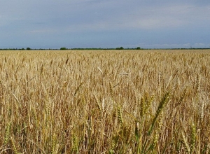 В Одзуне ожидания от урожая зерновых невелики