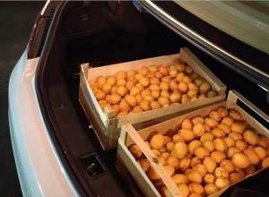 Армянские абрикосы и проблемы экспорта: ПРЯМОЙ ЭФИР