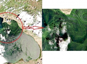 Lake Sevan becomes "green" in some places