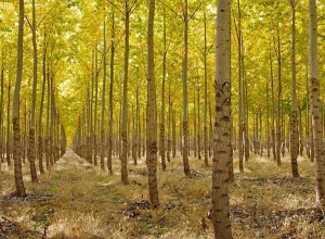 Антикризисную программу лесопосадки специалисты считают эффективной