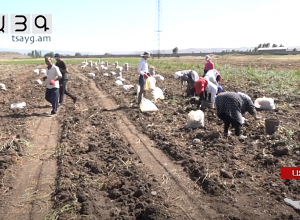 Կարտոֆիլի բերքից դժգոհ չեն, բայց կվաճառեն 80 դրամով՝ նախորդ տարվա 120-ի փոխարեն