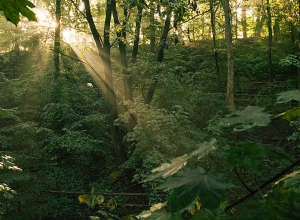 До 2050 года площадь лесных угодий в Армении должна удвоиться