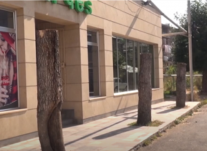 Խորը էտ, թե՞ հատում․ Վանաձորում ծառեր են հատվել