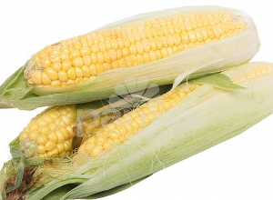 Օձունում եգիպտացորենի բերքն են հավաքում