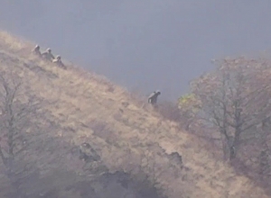 В результате действий армянских сил противник обратился в бегство с гор Бердзора