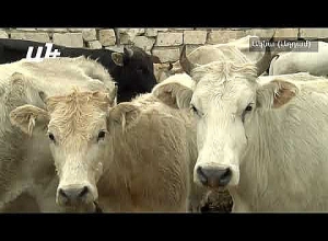 Աղդամը հանձնելուց առաջ. «200 գլուխ անասունը  ո՞ւր տանեմ, տանեմ  Ստեփանակերտ  պահե՞մ, ես գնացողը չեմ»