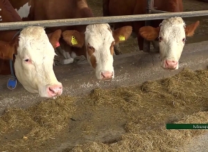 Արցախում գործող տոհմային 2 կայանները պատերազմական օրերին չեն դադարեցրել իրենց գործունեությունը