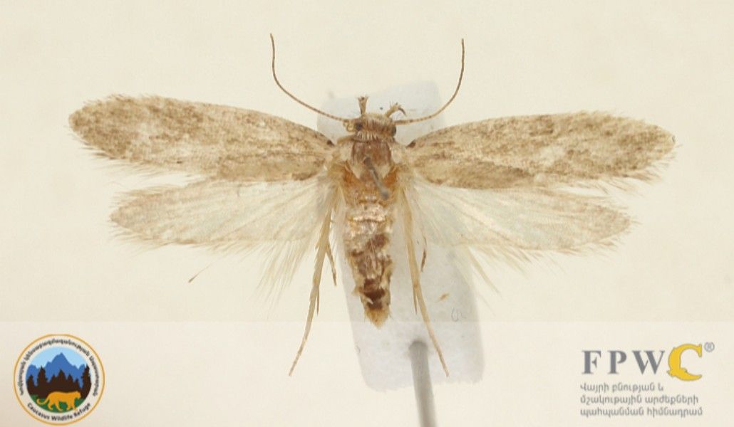 Depressaria urtsadzorensis_4