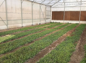 Լճաշեն գյուղում կկառուցվի գերժամանակակից ջերմոցային համալիր