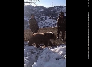 Մեր զինվորները և արջերը