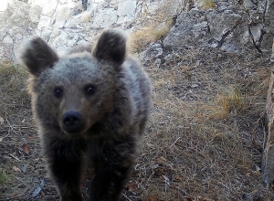 Գորշ արջերը  մեծ վնասներ են հասցրել Ամասիայի տնտեսությանը