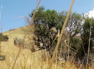 Չարաշահումներ են բացահայտվել «Խոսրովի արգելոց» ՊՈԱԿ-ում