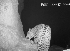 Հովազ Նեոյին ֆիքսել են Կովկասյան կենսաբազմազանության ապաստարանի (CWR) թակարդ-տեսախցիկները