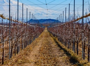 Հայկական ծիրանե երազանքը