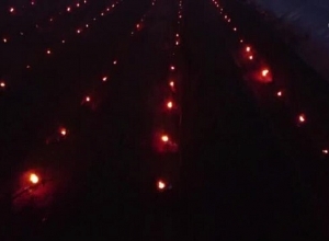 Ֆրանսիցի գյուղատնտեսները կրակ են վառել 1700 ծիրանիների միջև՝ ցրտահարության դեմ պայքարելու համար