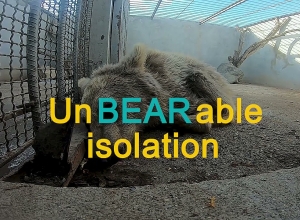 Նախկին պաշտոնյայի ամառանոցից փրկված արջերը՝ առաջ և հիմա